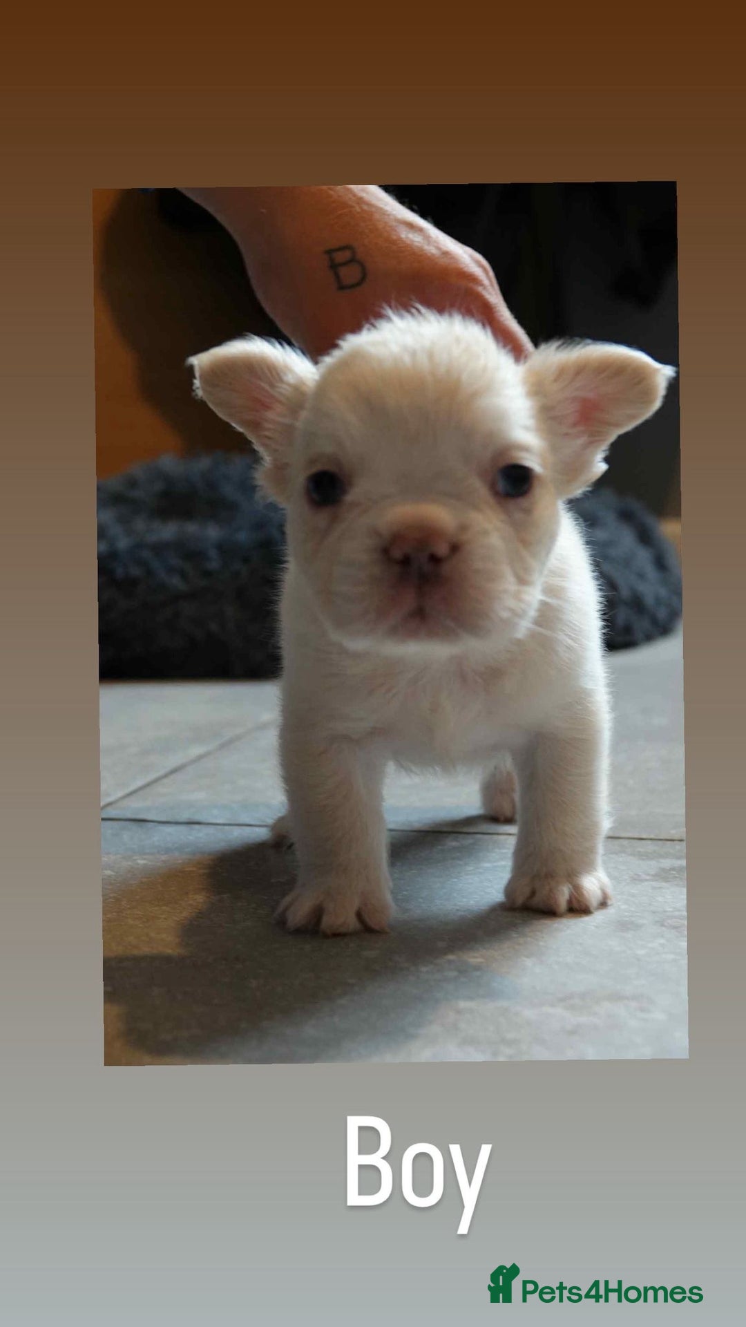 French Bulldog dogs for sale: Fluffy French bulldog  - Image 6