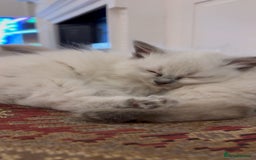 Ragdoll cats for sale: Ragdoll baby kittens  - Advert 2