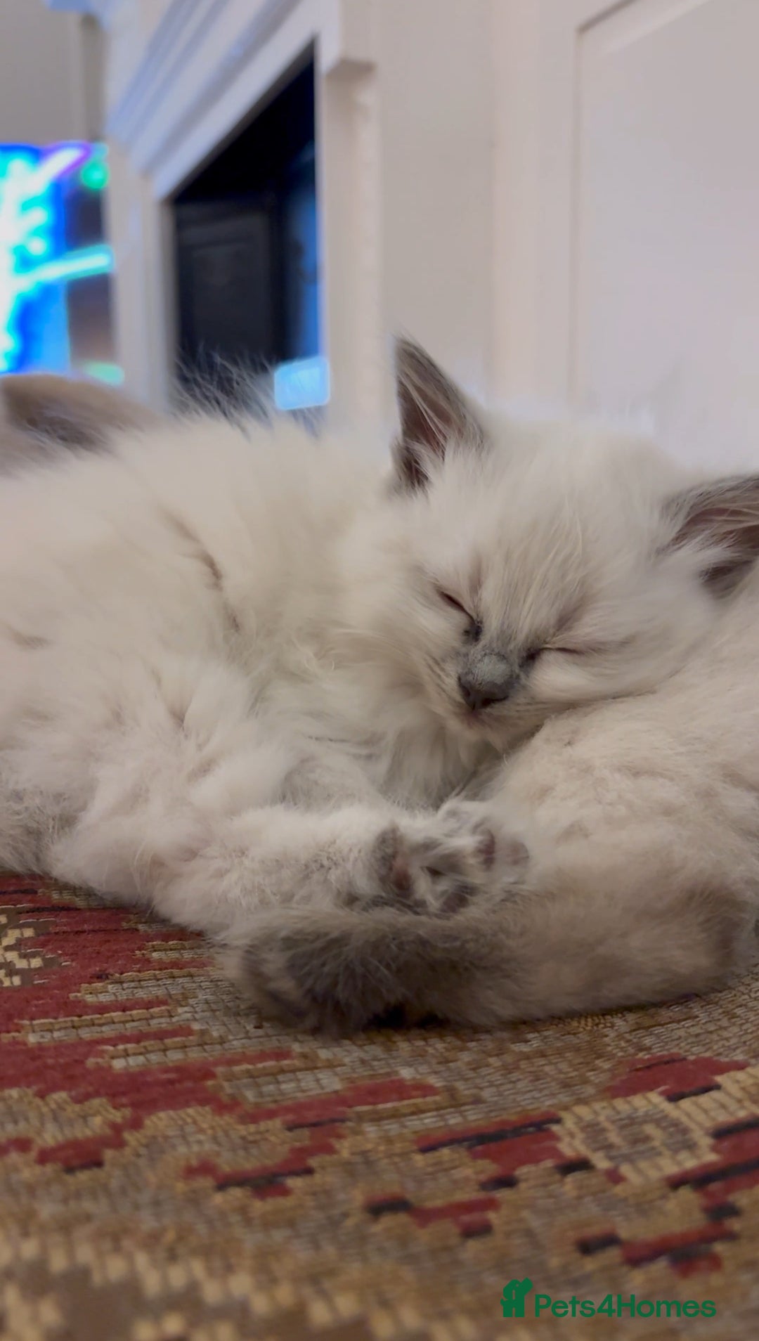 Ragdoll cats for sale: Ragdoll baby kittens  - Advert 2