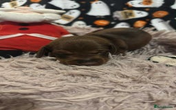 Miniature Dachshund dogs for sale: Miniature Dachshund Puppies - Image 8