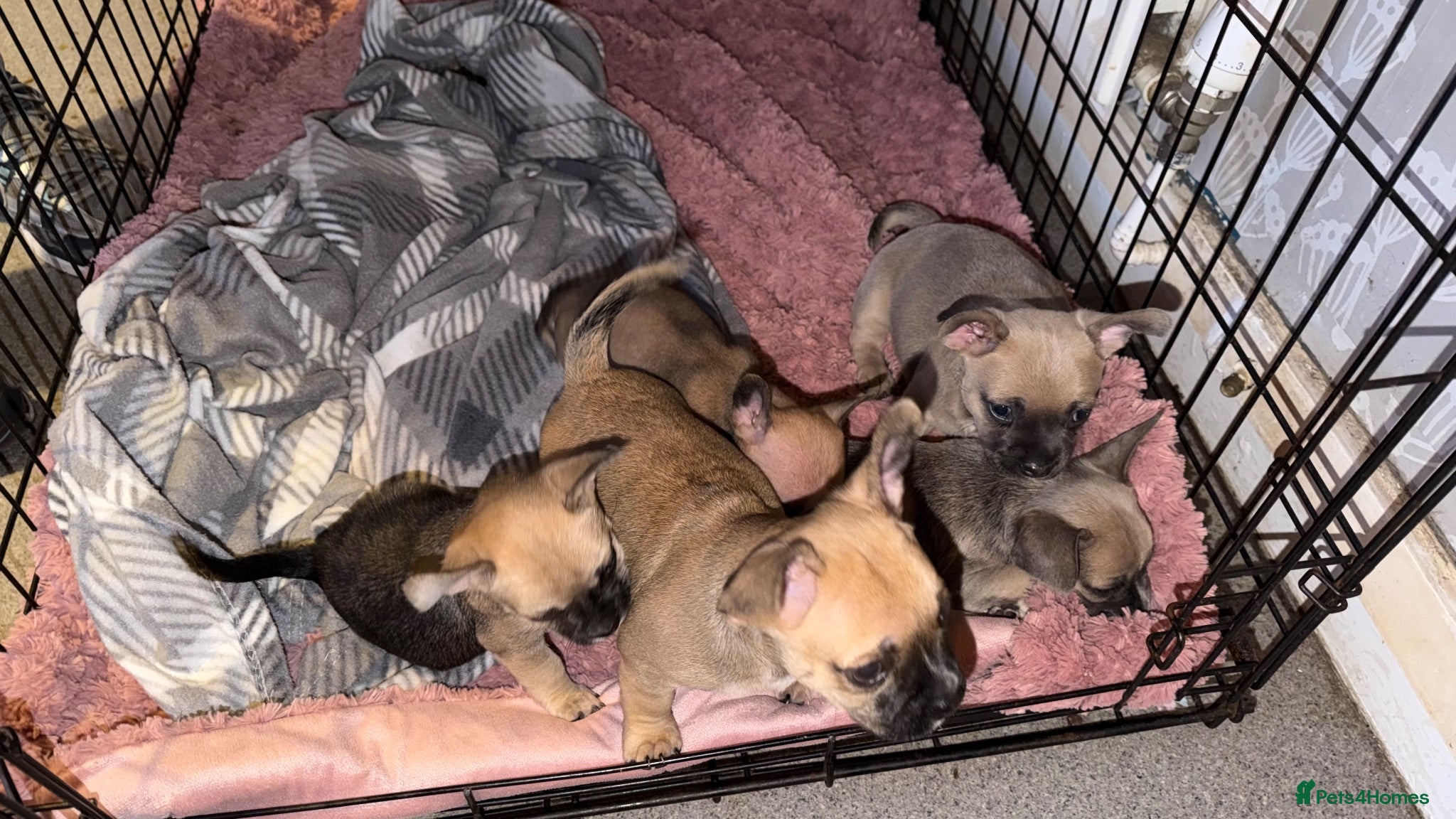 Mixed Breed dogs Gorgeous French Bull dog cross Chihuahua puppies  - Advert 1