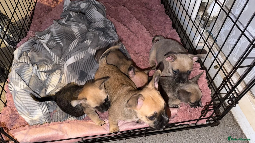 Mixed Breed dogs for sale: Gorgeous French Bull dog cross Chihuahua puppies  - Advert 1