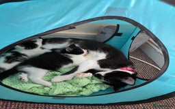 Turkish Van cats for sale: One male tri colour  - Image 17