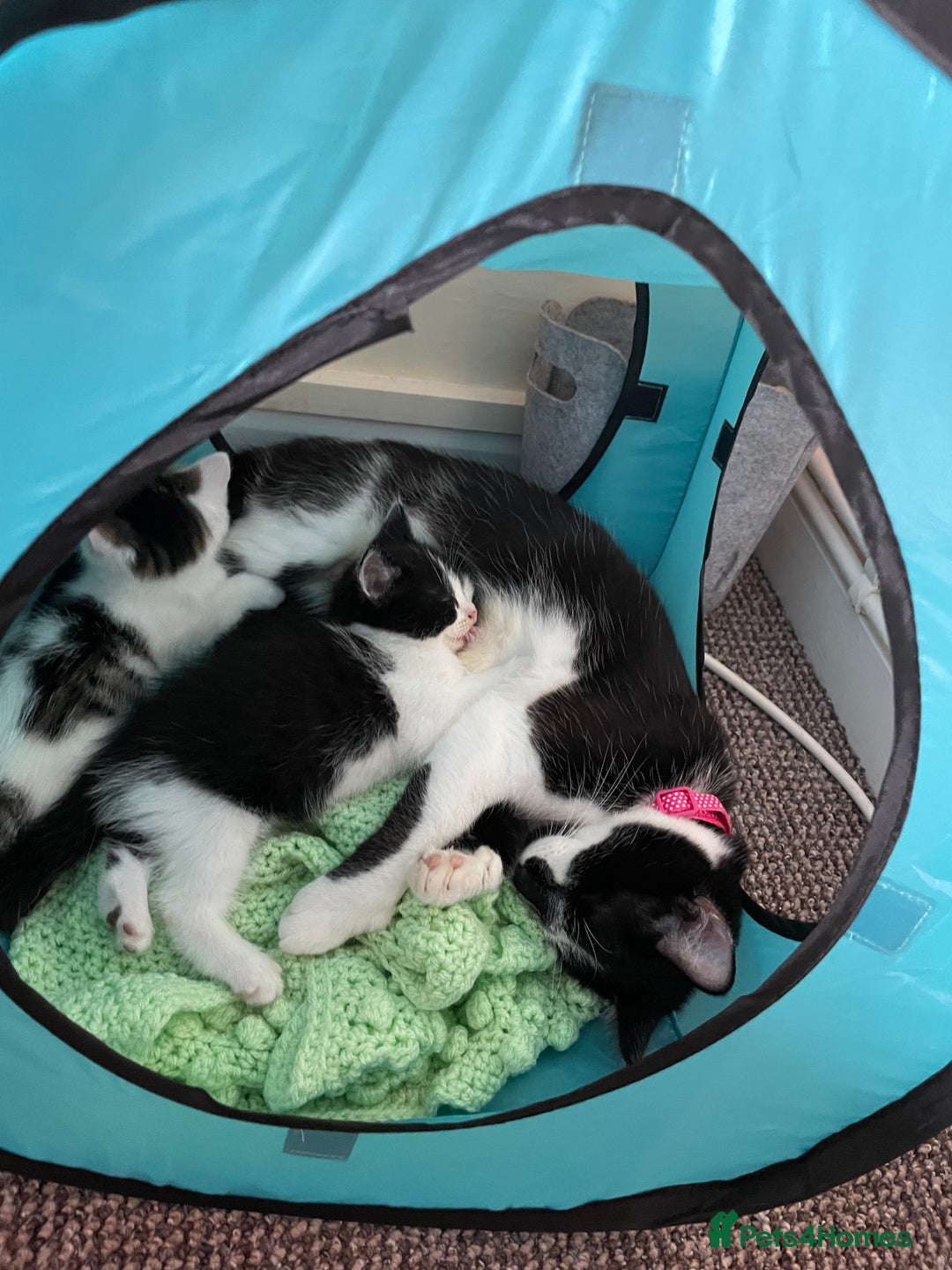 Turkish Van cats for sale: One male tri colour  - Image 17