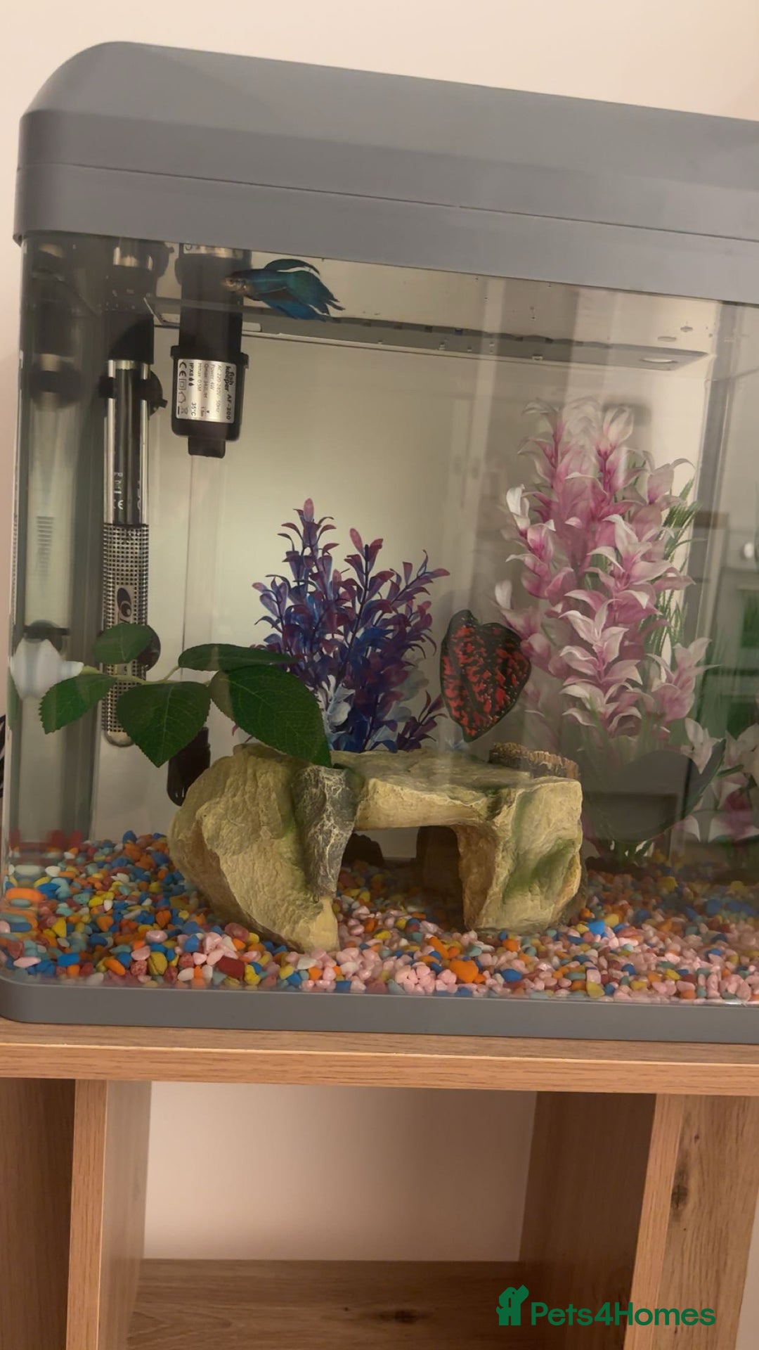 Bettas fish for sale: male betta fish £10-£60 with tank and accessories - Advert 3