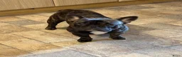 French Bulldog dogs for sale: French bulldog needs new loving home in Solihull - Advert 8