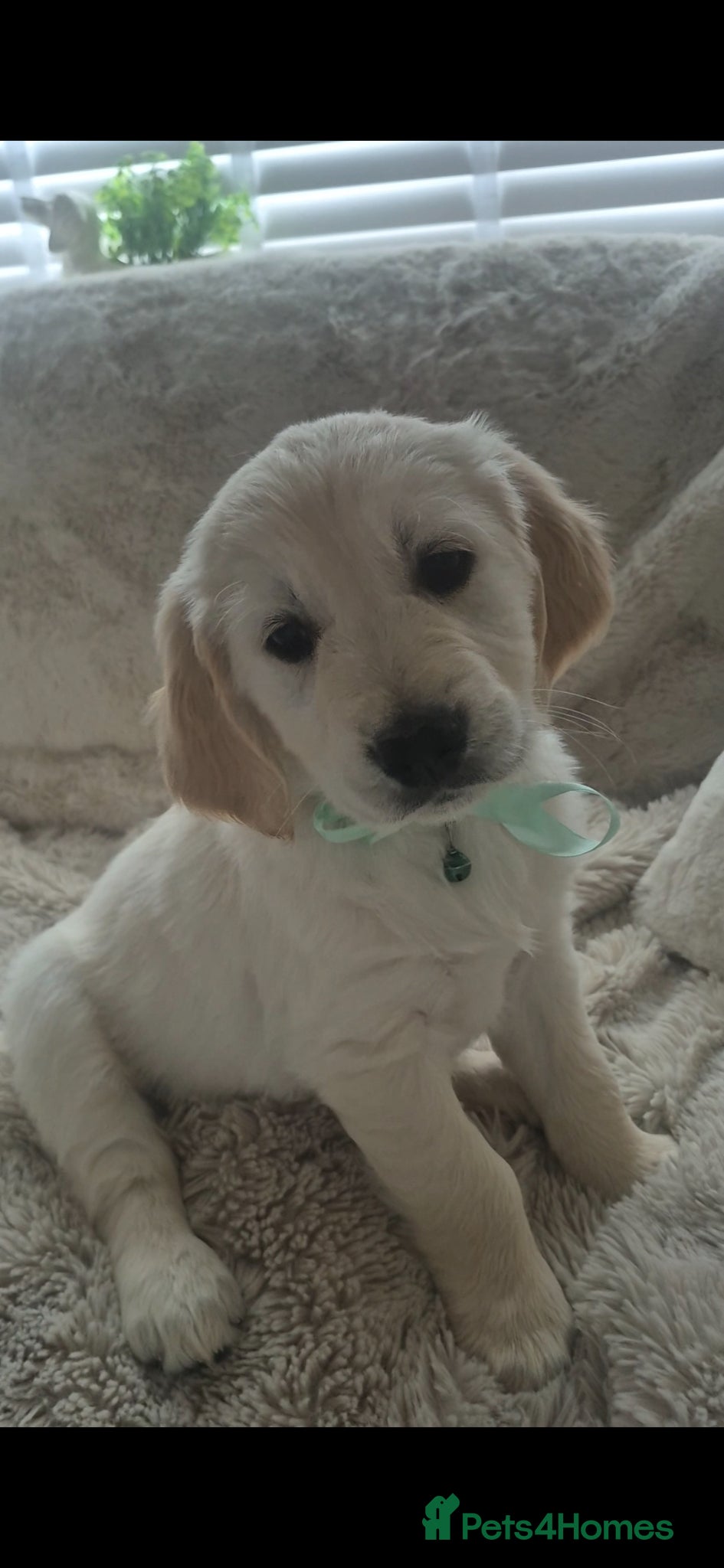 Golden Retriever dogs 💙Only 1 Boy left 💙Golden Retriever Puppy - Advert 6