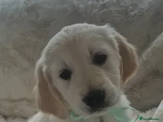 Golden Retriever dogs 💙Only 1 Boy left 💙Golden Retriever Puppy - Advert 6