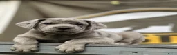 Mixed Breed dogs for sale: Cane Corso Puppies Lilac & Merle Blue Eyes - Advert 3