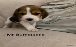 Beagle dogs for sale: Adorable Puppies - Advert 7