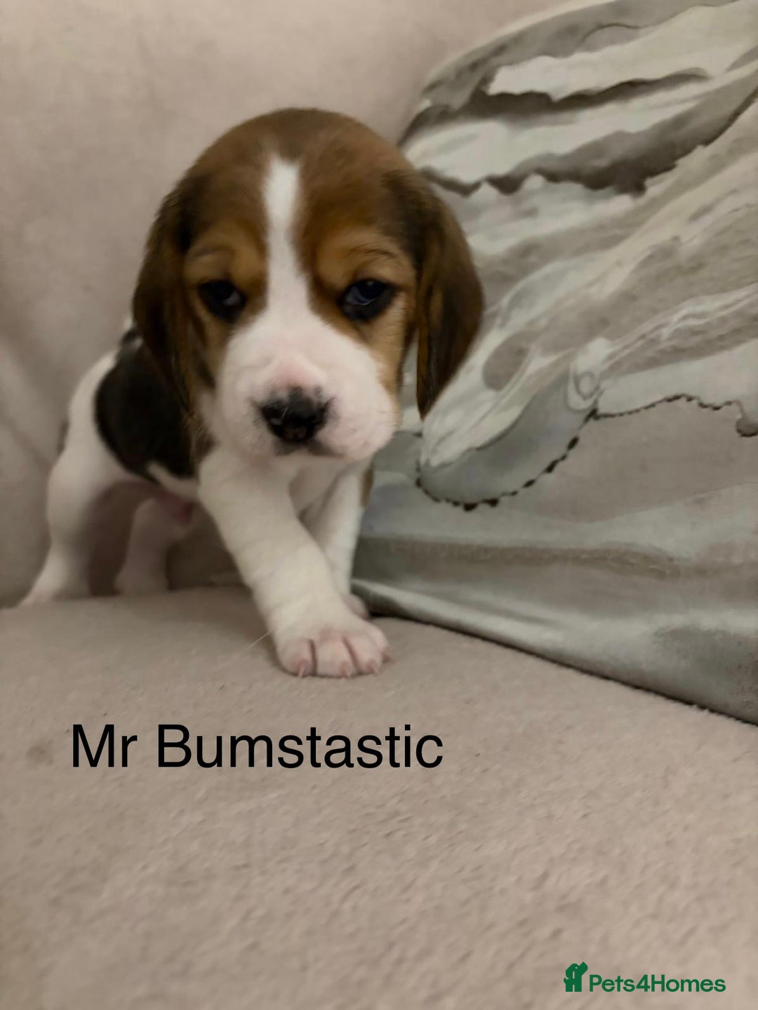 Beagle dogs for sale: Adorable Puppies - Advert 7