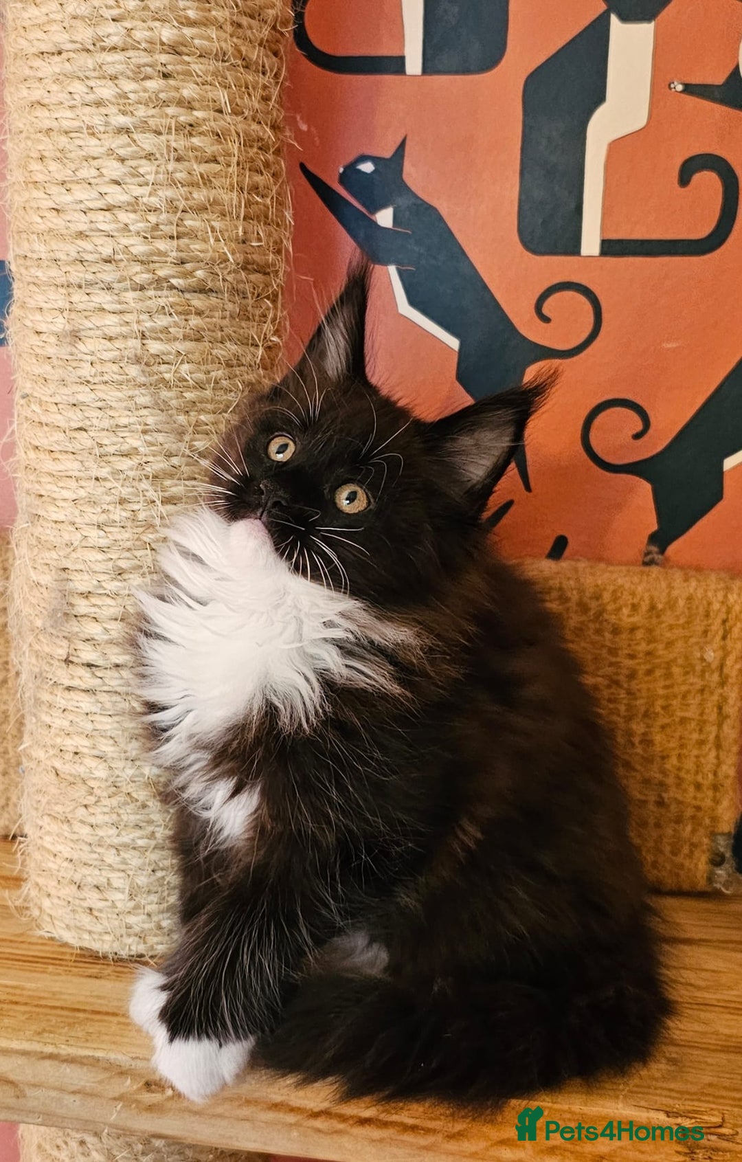 Maine Coon cats for sale: Maine Coons Kittens,  *1 polydactil available* - Advert 15