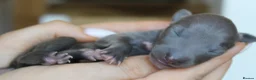 Italian Greyhound dogs for sale: Italian Greyhound Puppies. 5* Licensed Breeder - Advert 8