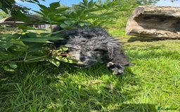 Goldendoodle dogs for sale:  F1b golden doodle puppies ready to go.  in Llandeilo - Image 10
