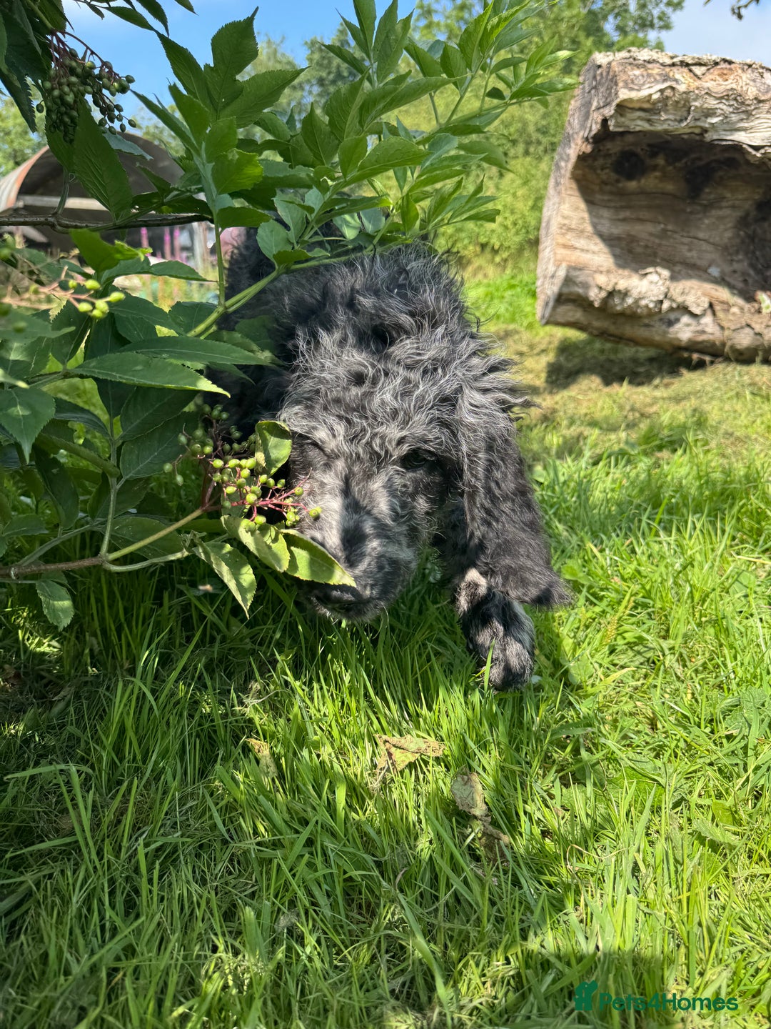 Goldendoodle dogs for sale:  F1b golden doodle puppies ready to go.  in Llandeilo - Image 10