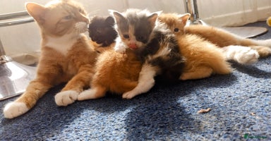 Mixed Breed cats - Advert 10