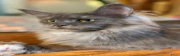 Maine Coon cats for sale: Beautiful high smoked and smoked kittens for sale  - Advert 6