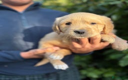 Golden Retriever dogs for sale: Four gorgeous boys available  - Advert 5