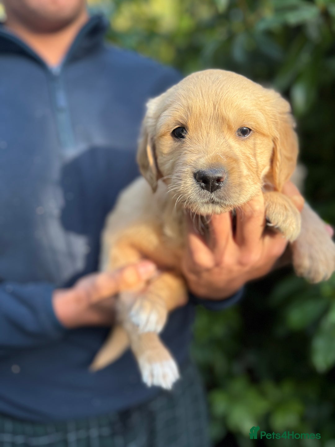 Golden Retriever dogs for sale: Four gorgeous boys available  - Advert 5