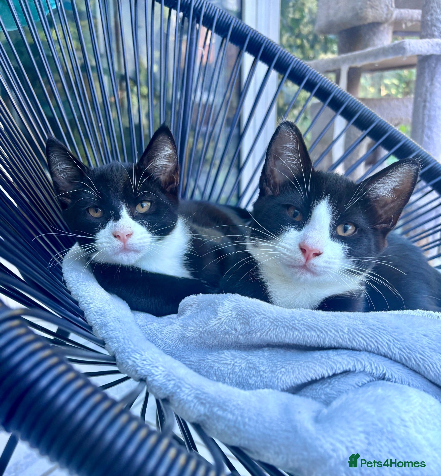 Mixed Breed cats Gorgeous tuxedo kittens 🐾  - Advert 21