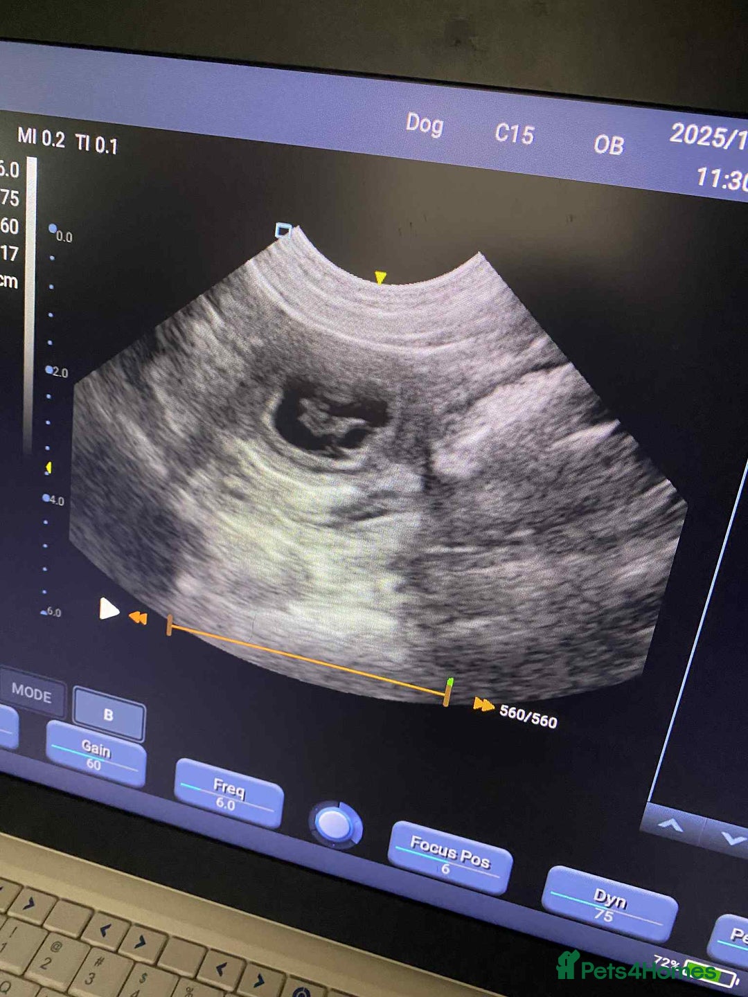 Labrador Retriever dogs for stud: Simba STUD ONLY  in Bradford - Advert 6