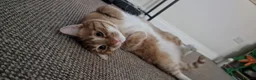 Mixed Breed cats for sale: Tango the loving male cat - Advert 6
