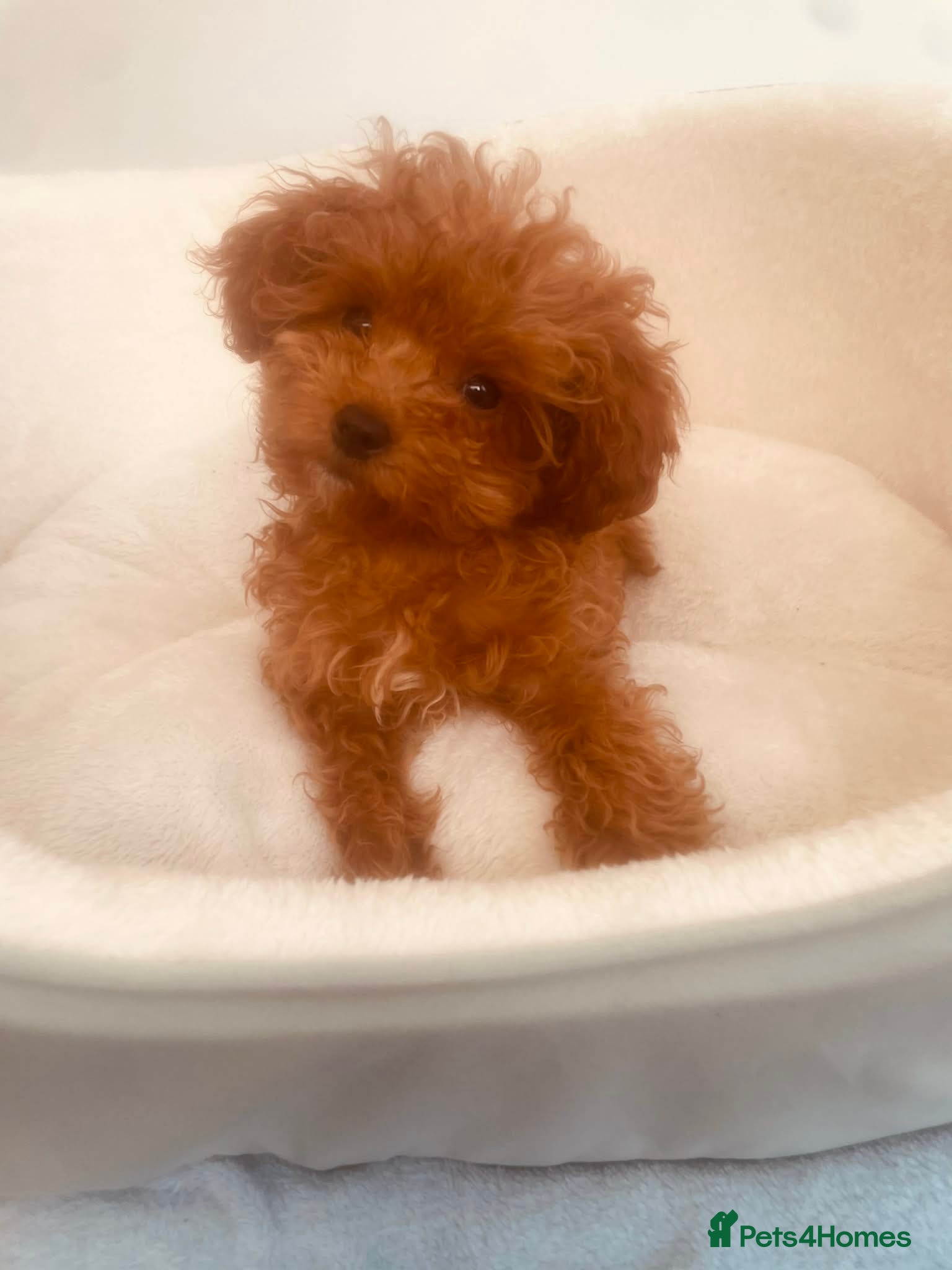 Cavapoo dogs Tiny F1B Toy Cavapoo Puppies 🐾 Fully Vaccinated  - Advert 4