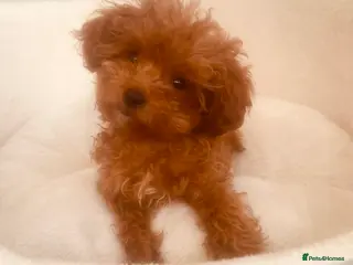 Cavapoo dogs Tiny F1B Toy Cavapoo Puppies 🐾 Fully Vaccinated - Advert 4