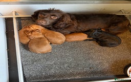 Cocker Spaniel dogs for sale: Cocker Spaniel Pups - Image 5