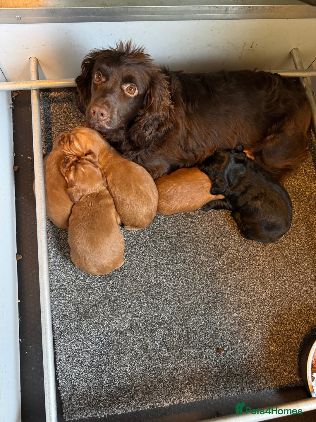 Cocker Spaniel dogs for sale: Cocker Spaniel Pups - Image 5