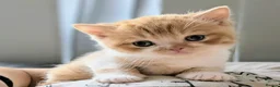 British Shorthair cats for sale: Gorgeous British shorthair kittens  - Advert 4