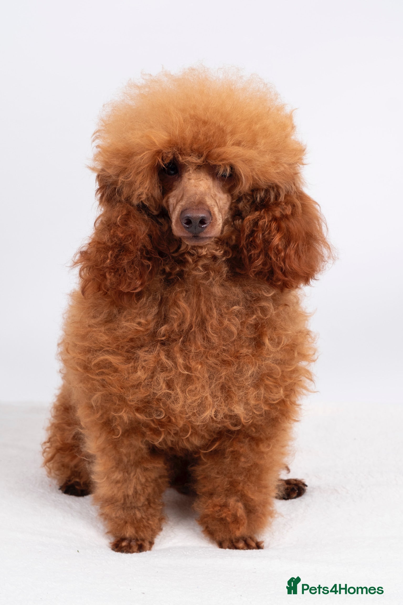 Poodle dogs KC REG DEEP FOX RED HEALTH TESTED POODLE STUD in Hoddesdon - Advert 5
