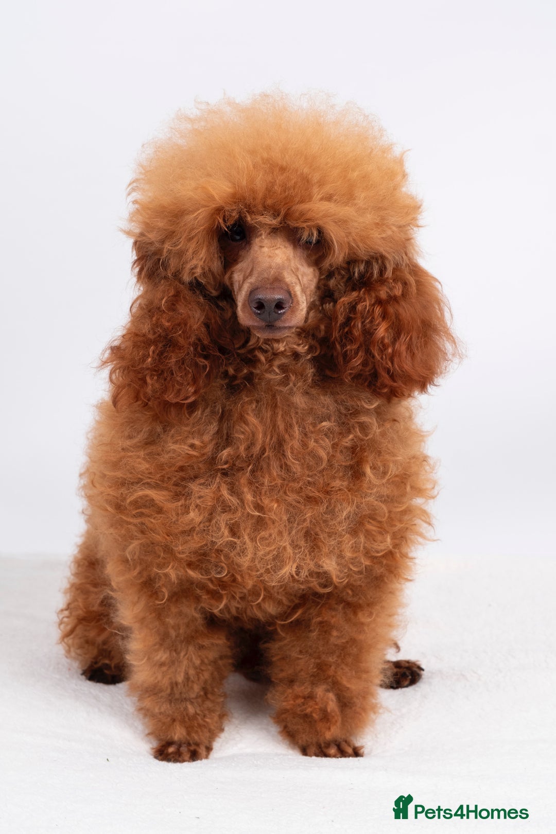 Poodle dogs for stud: KC REG DEEP FOX RED HEALTH TESTED POODLE STUD in Hoddesdon - Image 1