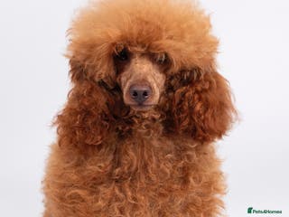Poodle dogs KC REG DEEP FOX RED HEALTH TESTED POODLE STUD in Hoddesdon - Advert 5