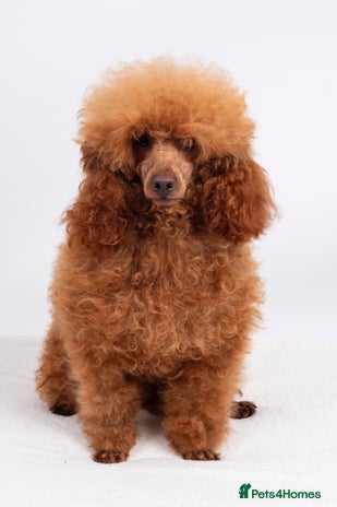 Poodle dogs KC REG DEEP FOX RED HEALTH TESTED POODLE STUD in Hoddesdon - Advert 3