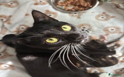 British Shorthair cats for sale: 2 Kittens left for sale! - Image 1