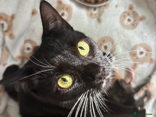 British Shorthair cats - Advert 15