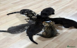 Domestic Shorthair cats for sale: Kittens  - Image 1