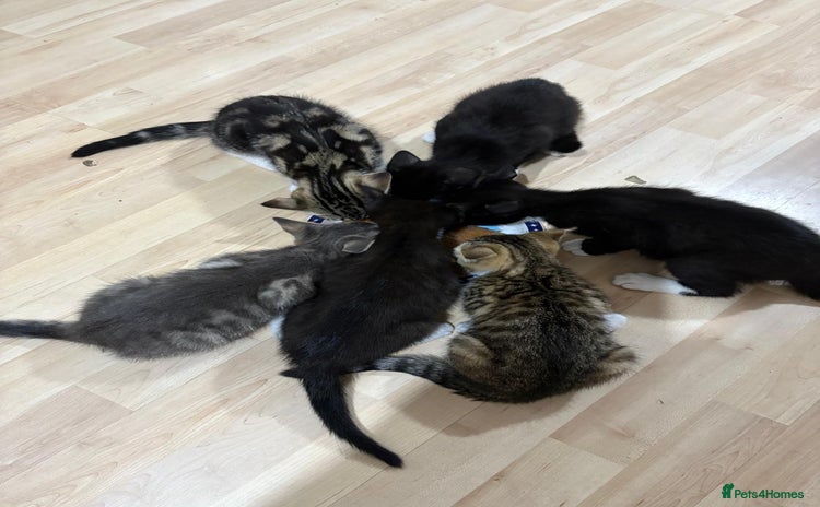 Domestic Shorthair cats - Advert 4