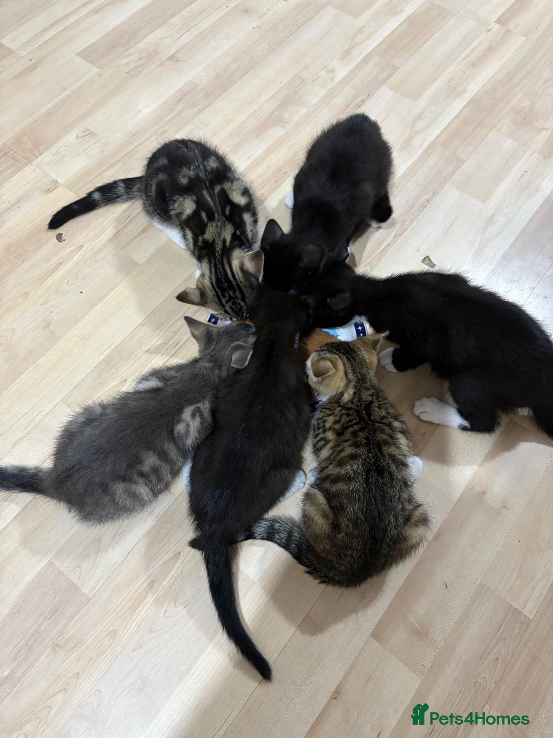 Domestic Shorthair cats for sale: Kittens  - Image 1