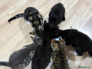 Domestic Shorthair cats - Advert 38