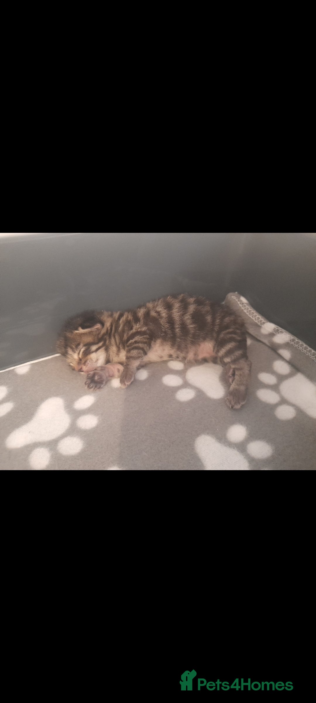 Mixed Breed cats for sale: 3 beautiful kittens left - Image 7