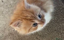 Mixed Breed cats for sale: 4 beautiful boy kittens  - Image 2