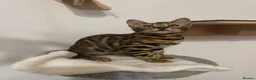 Bengal cats for sale: Beautiful Bengal Girl Kitten. Ready Now – TICA Reg - Advert 20
