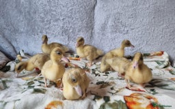 Ducks poultry for sale: Call ducklings unsexed - Image 4