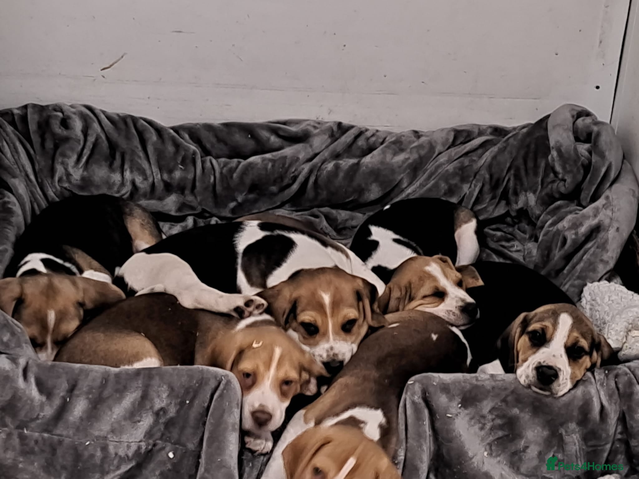 Beagle dogs 6 girl beagle pups waiting for their forever home - Advert 2