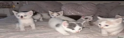 Mixed Breed cats for sale: 11 Adorable kittens 🐾 - Advert 33