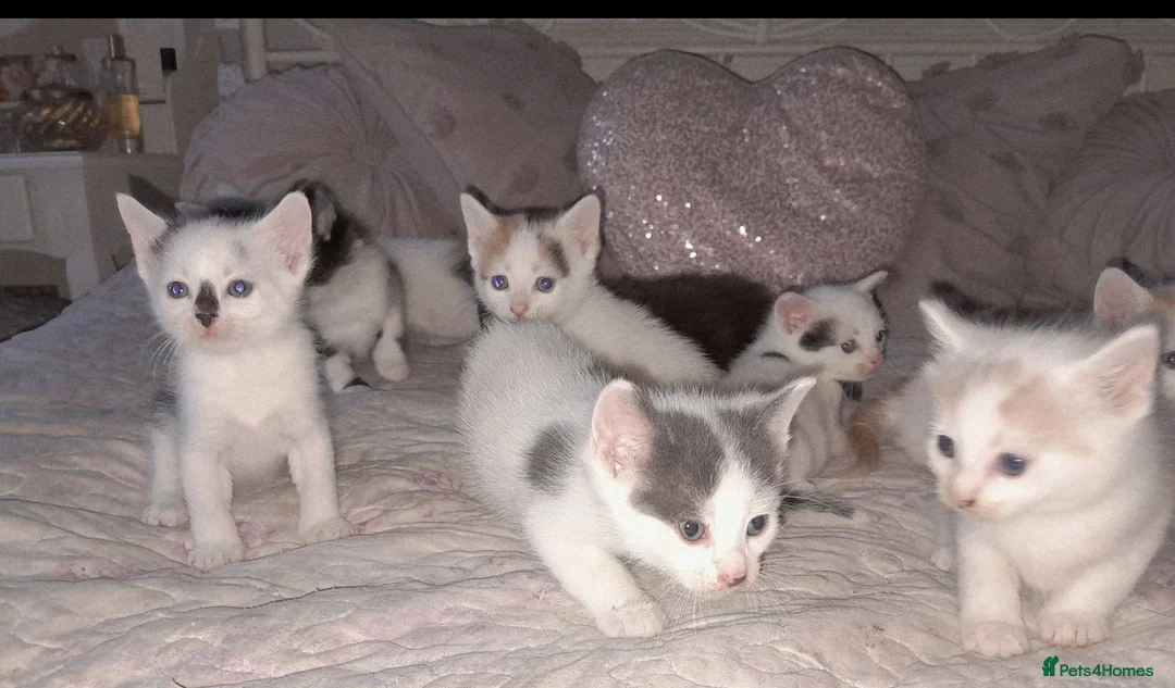 Mixed Breed cats for sale: 11 Adorable kittens 🐾 - Advert 33