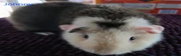 Guinea Pig rodents for sale: Rex and Funky boars and sows - Advert 2