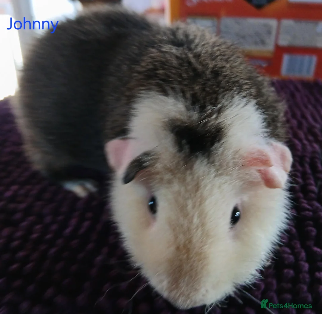 Guinea Pig rodents for sale: Rex and Funky boars and sows - Advert 2